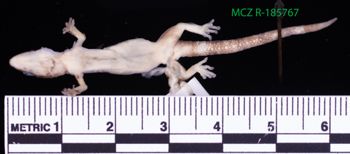 Media type: image;   Herpetology R-185767 Description: Specimen photo;  Aspect: whole body ventral
